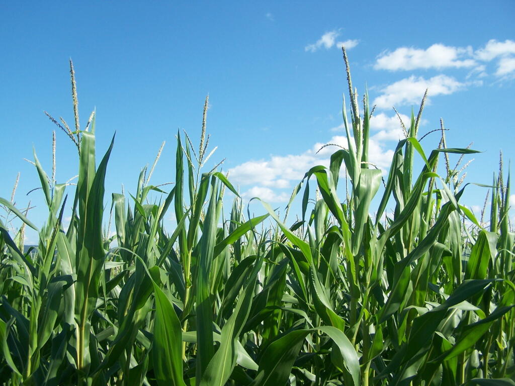 Photo: Tops of Corn