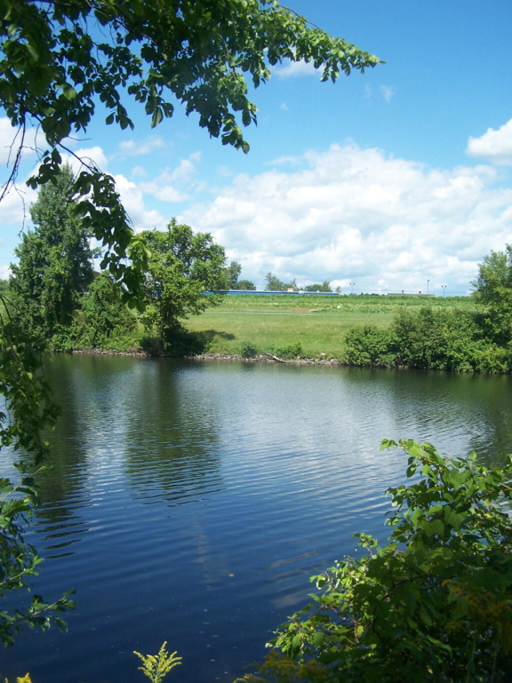 Photo: Grape Farm Along Canal