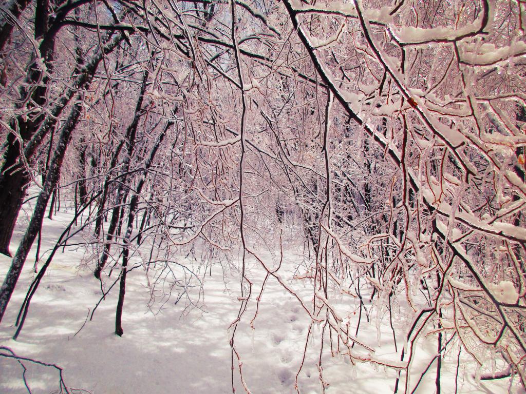 Photo: Low Hanging Trees