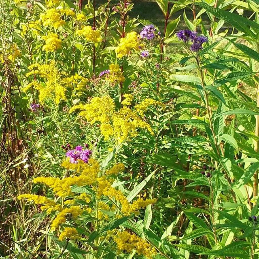 Photo: Wildflowers