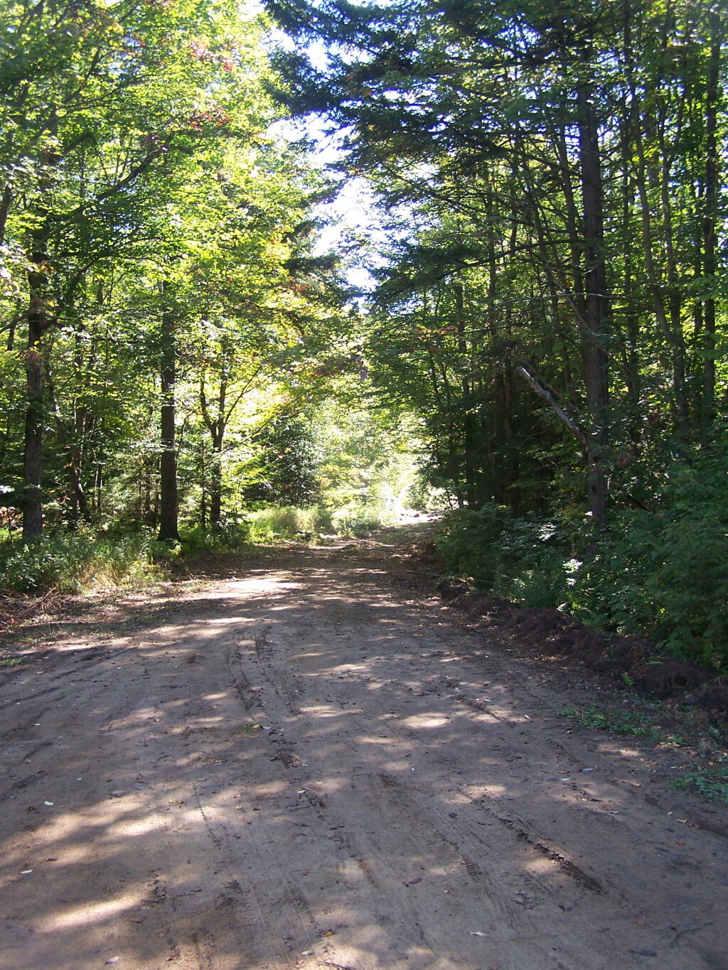 Photo: Logging Road