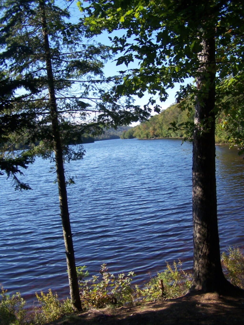 Photo: Trees Along North Lake Road