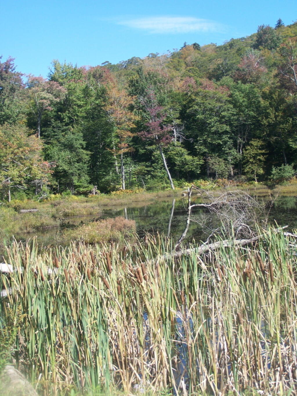 Photo: Marsh Along South Lake