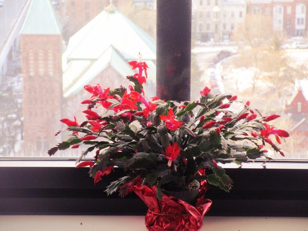 Photo: Today In Christmas Cactus