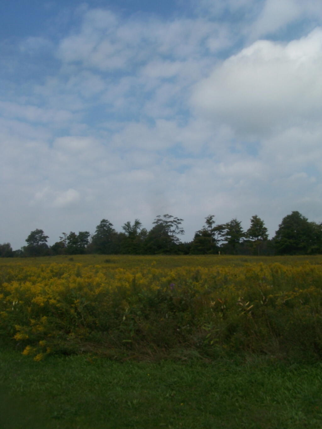 Photo: Golden Rod, Clouds