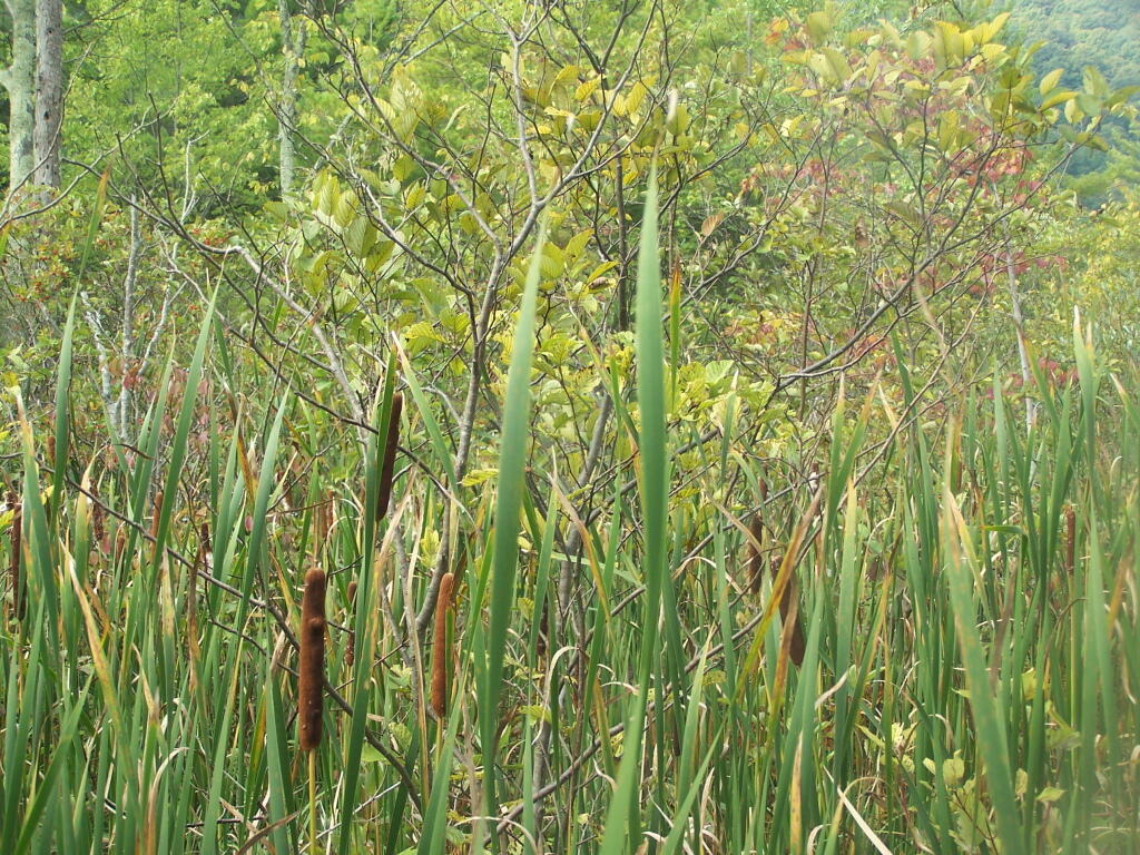 Photo: Cattails