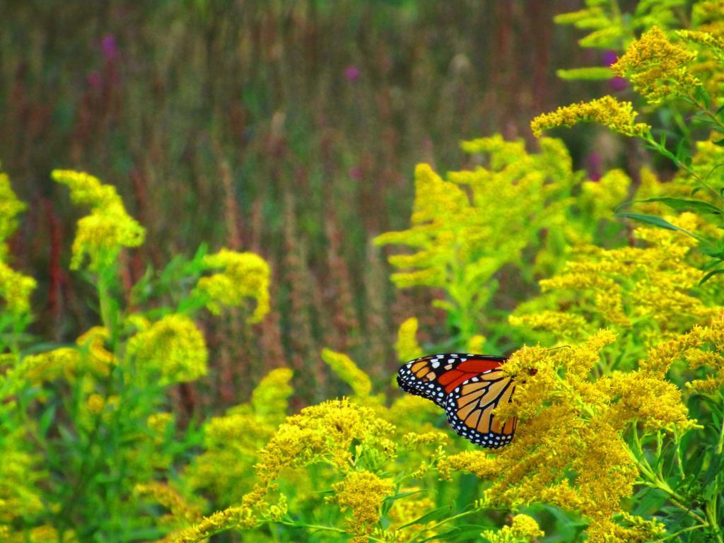 Photo: Monarach