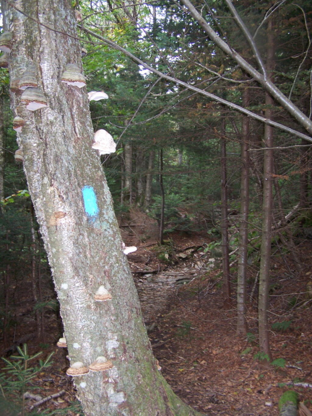 Photo: Along Deer Hill Trail