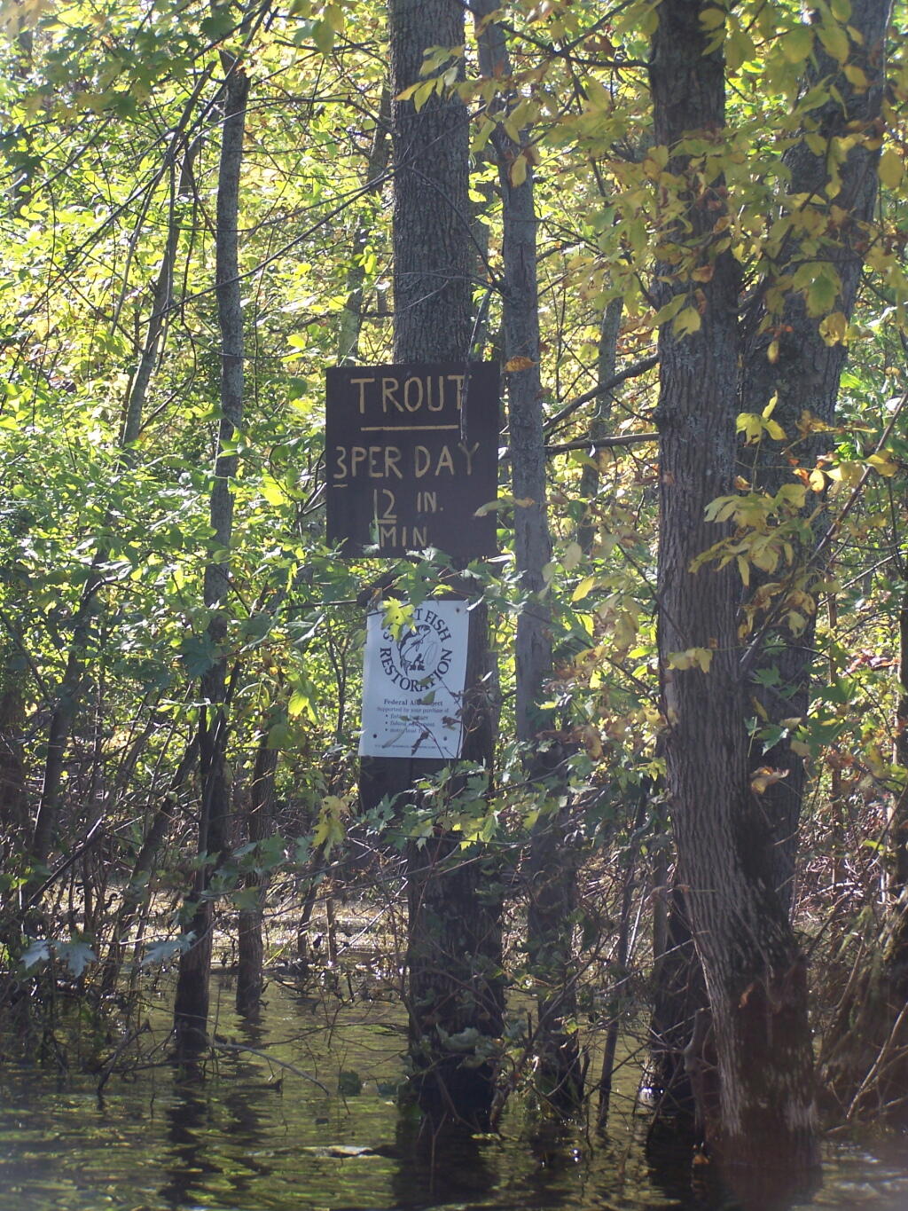 Photo: Trout: 3 Per Day