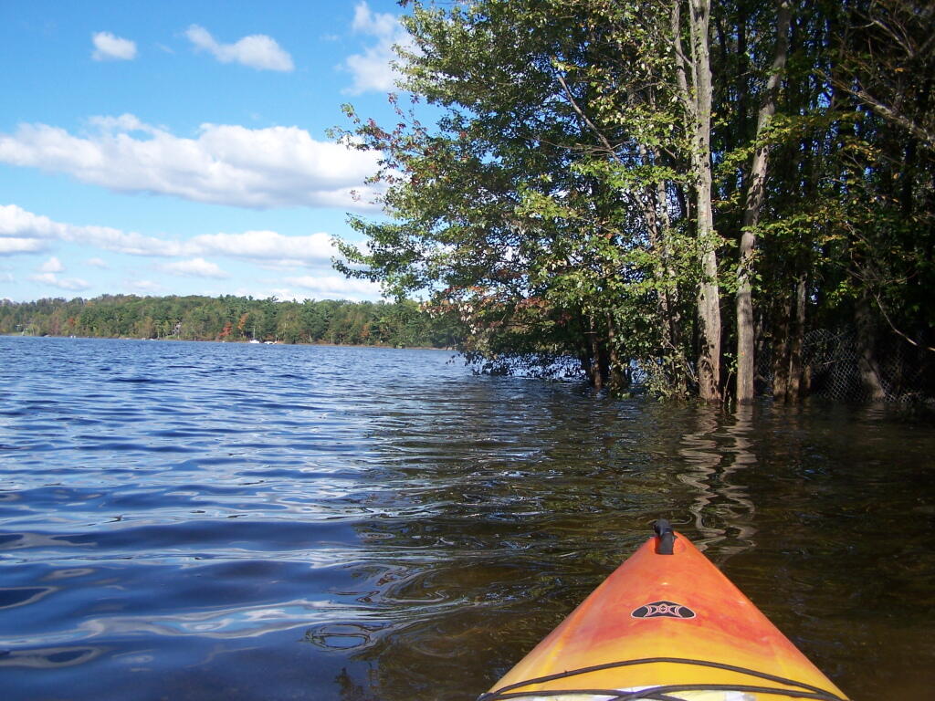 Photo: Along Flooded Edge of Lake