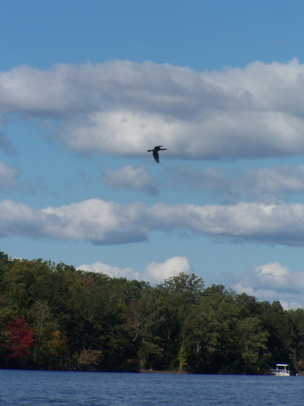 Photo: Bird Flies Overhead