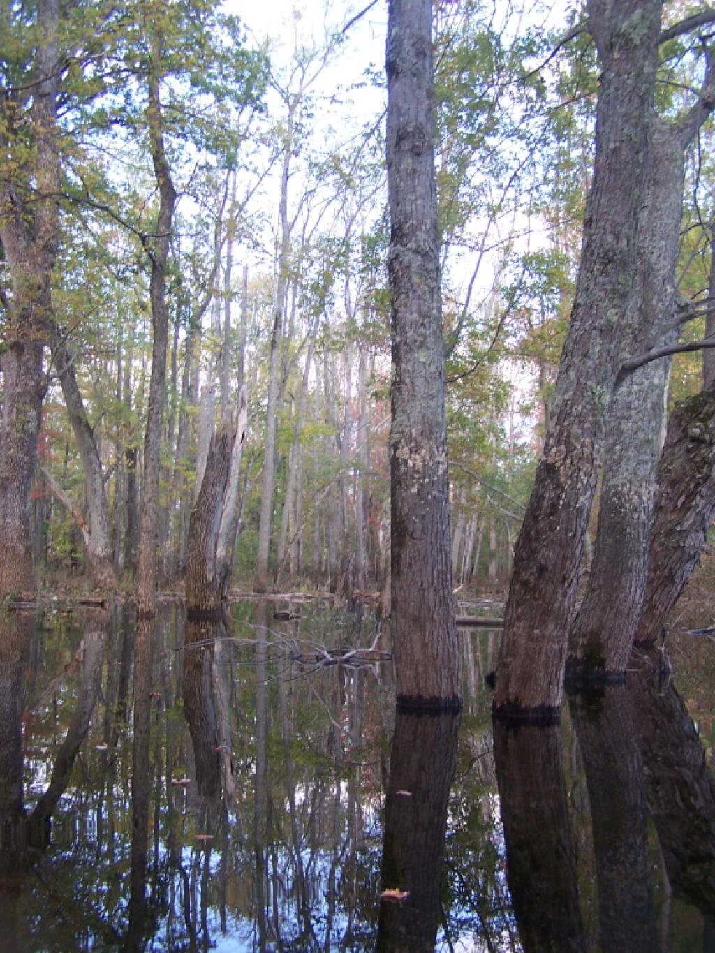 Photo: Paddling Through Flooded Woods