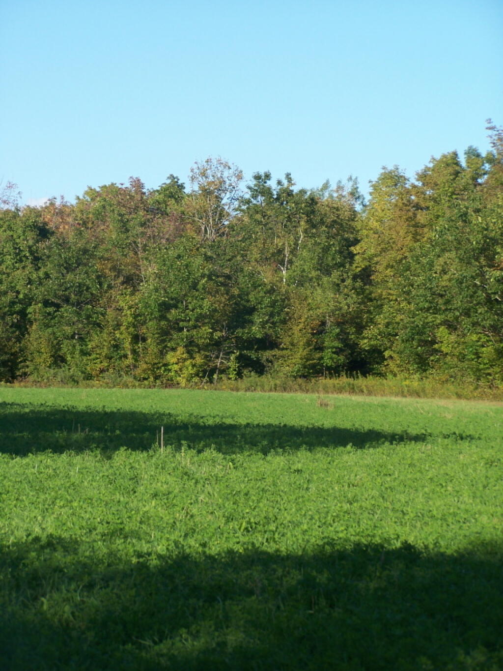 Photo: Alfalafa Hay Field at Thacher Park