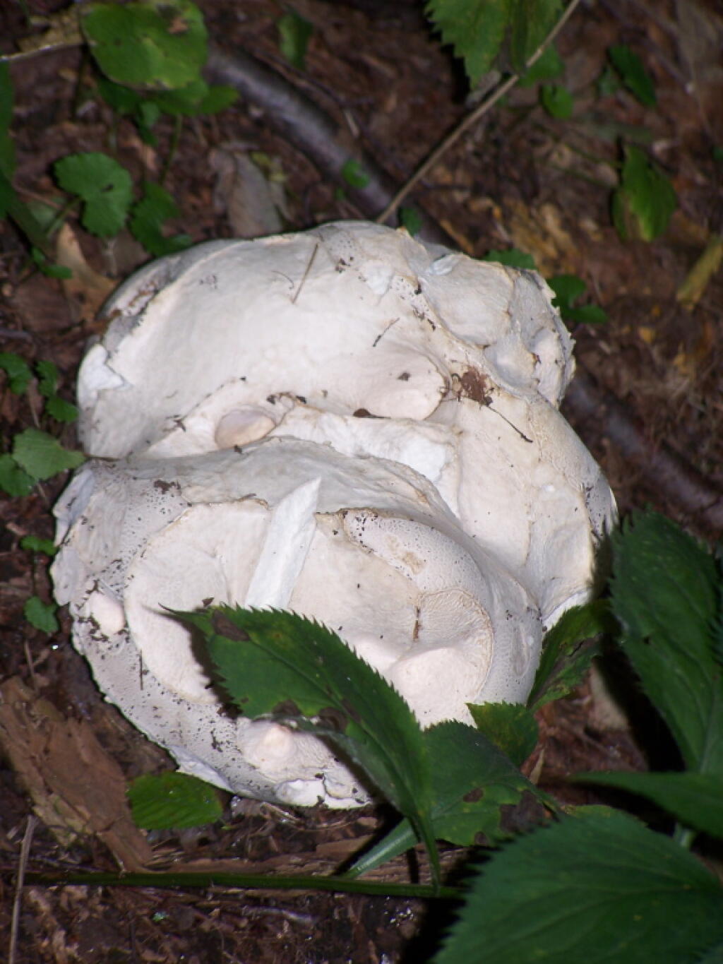 Photo: Mushroom Along the Trail