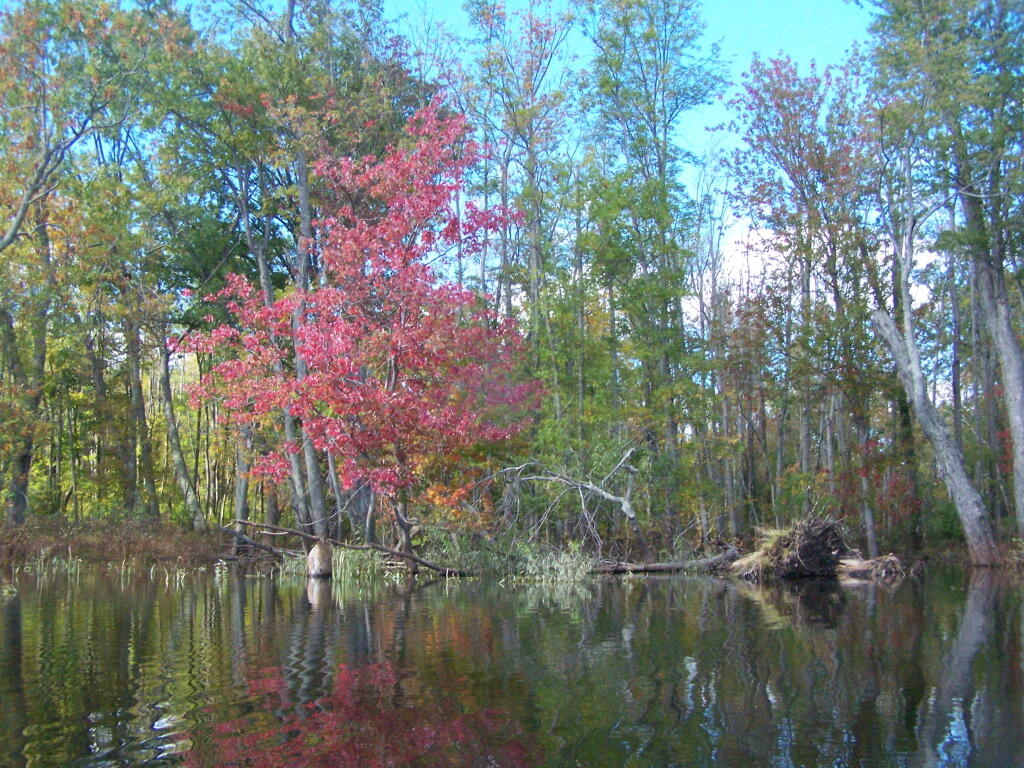 Photo: Fall Colors
