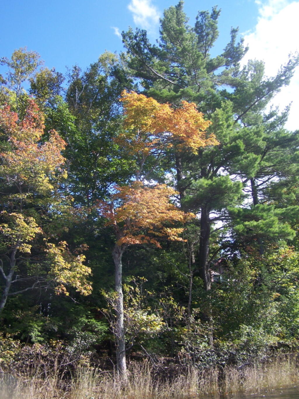 Photo: Hints of Orange
