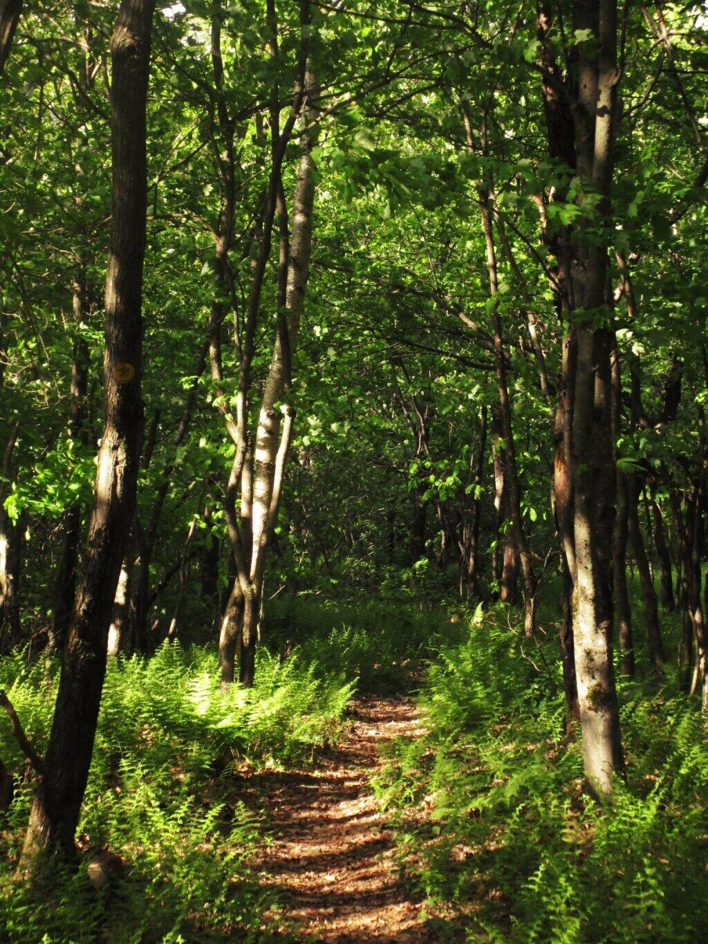 Photo: Ferns Covered Woods