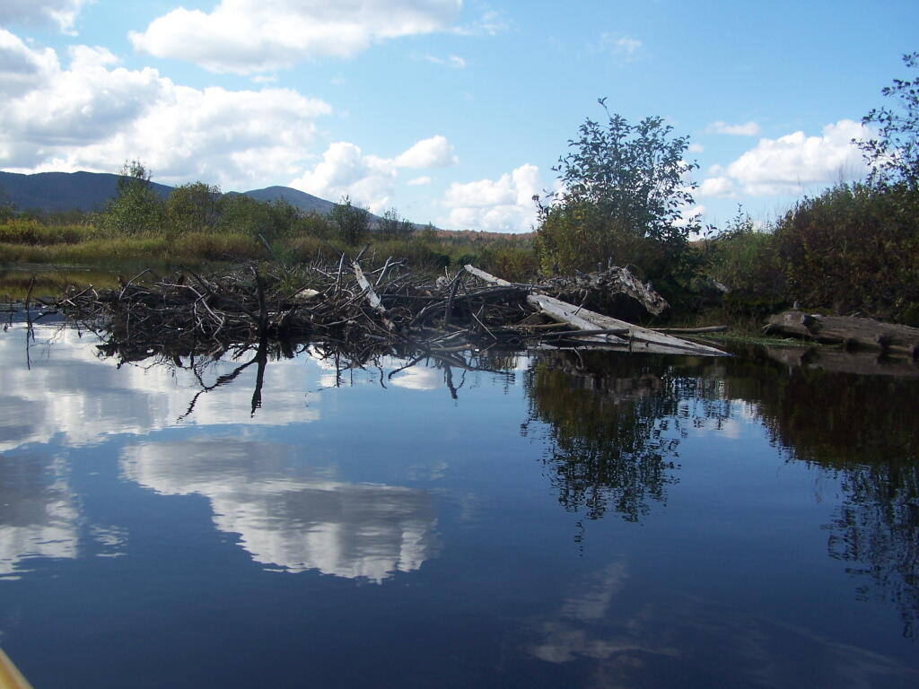 Photo: Junk in the Water