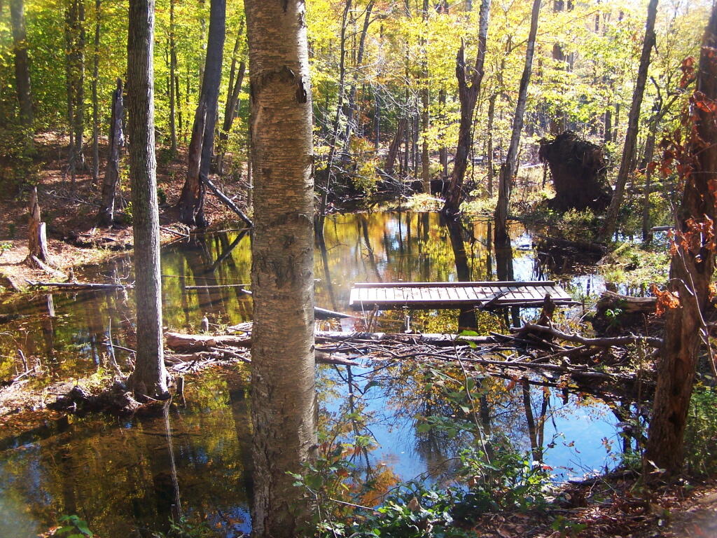 Photo: Bushwhacking Around the Flooded Trail