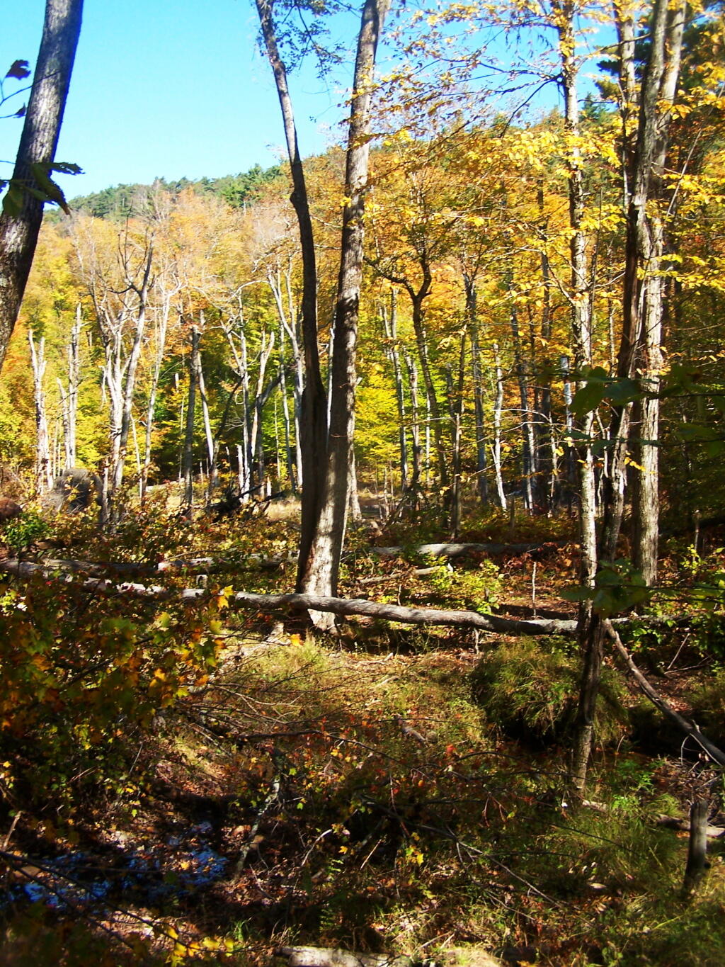 Photo: Colorful View of that Beaver Swamp