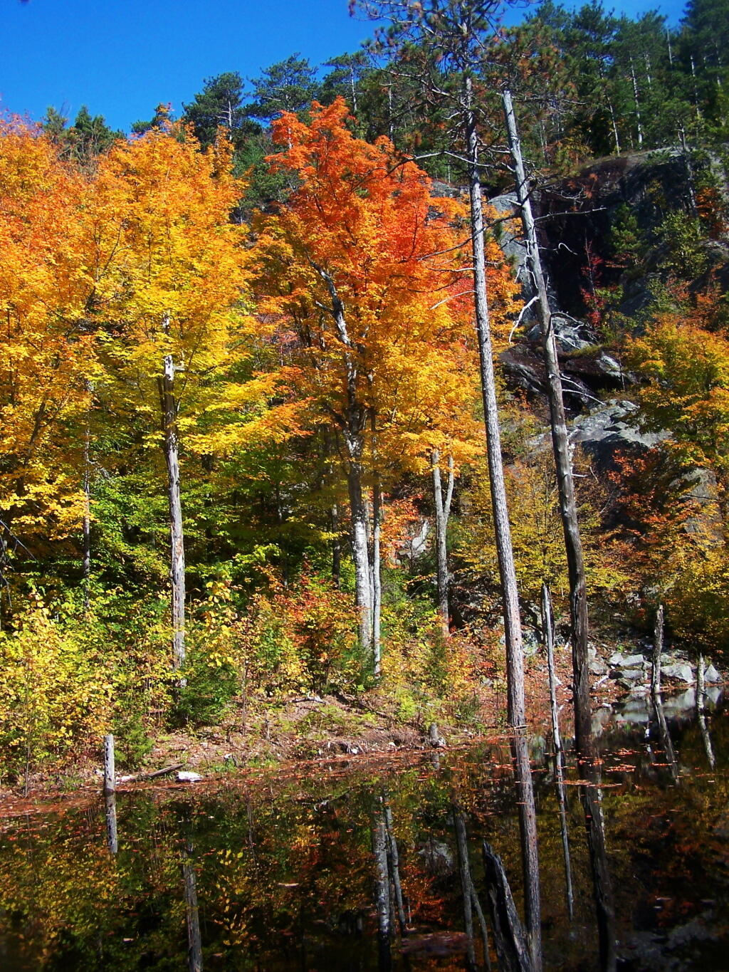 Photo: Orange Reflection Into Swamp