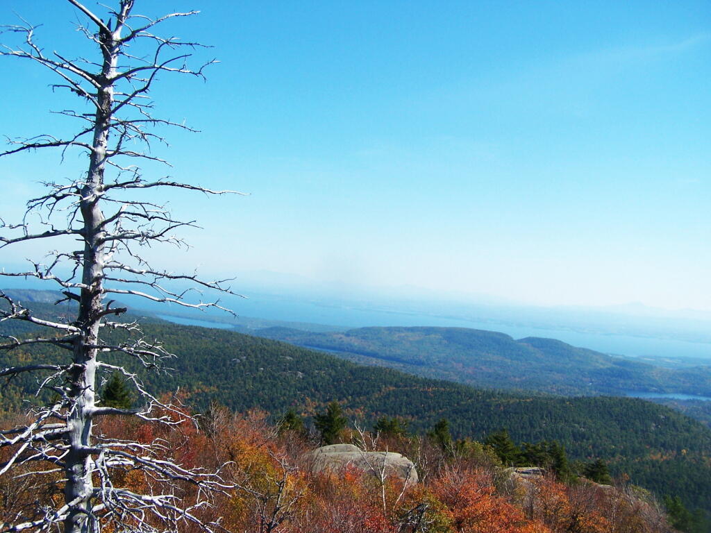 Photo: Blue Skies and Folleage