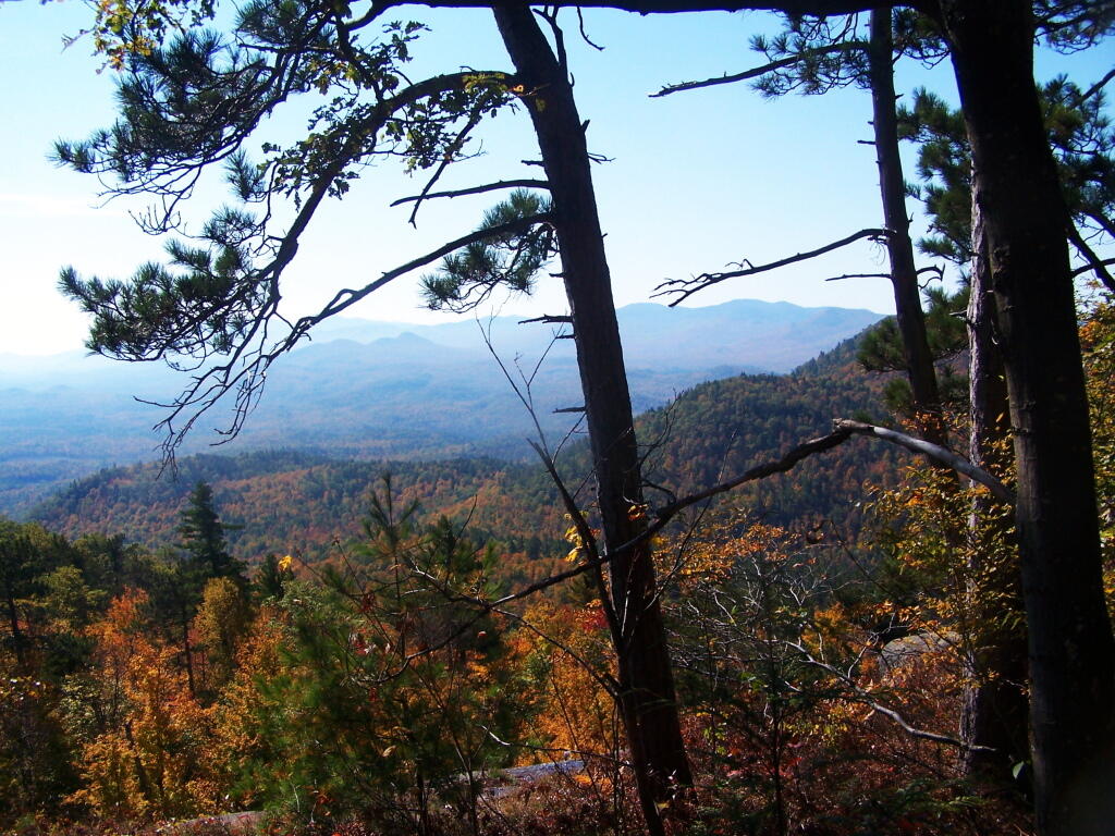 Photo: Trees on Ridge