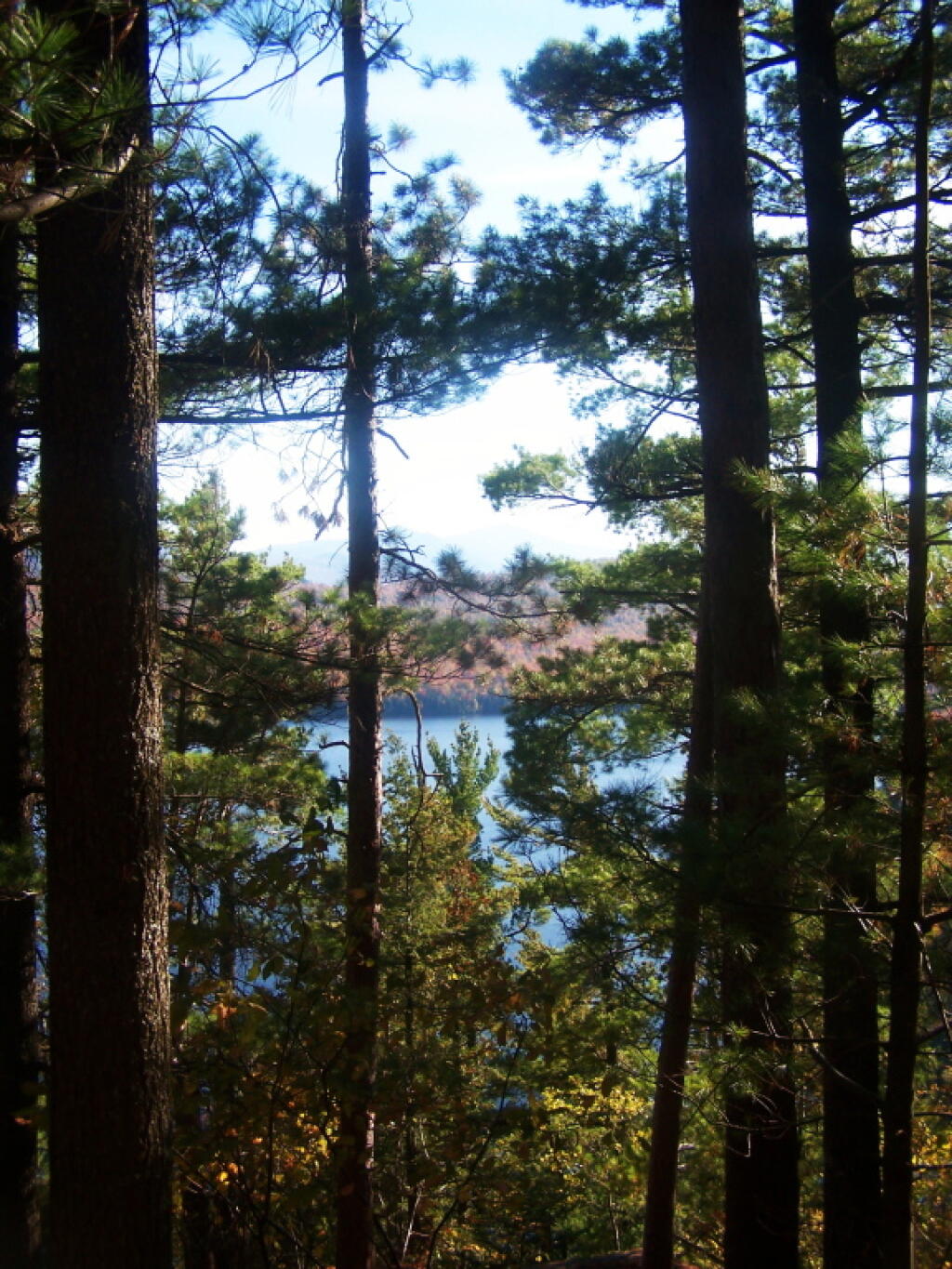 Photo: Thru Trees
