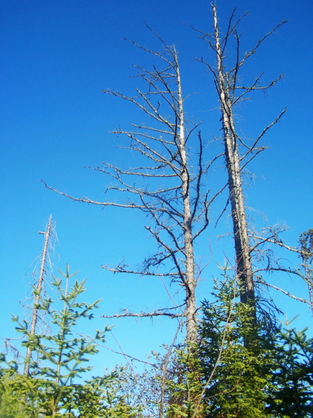 Photo: Along Silver Lake Marsh / Boreal Forest