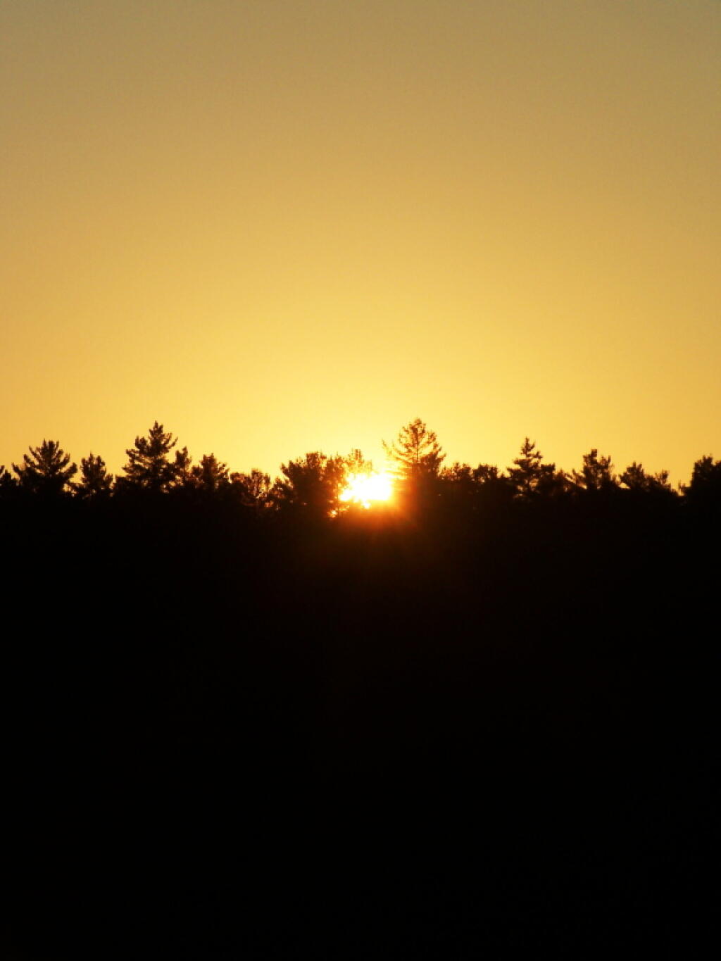 Photo: Sunlit Tree Line