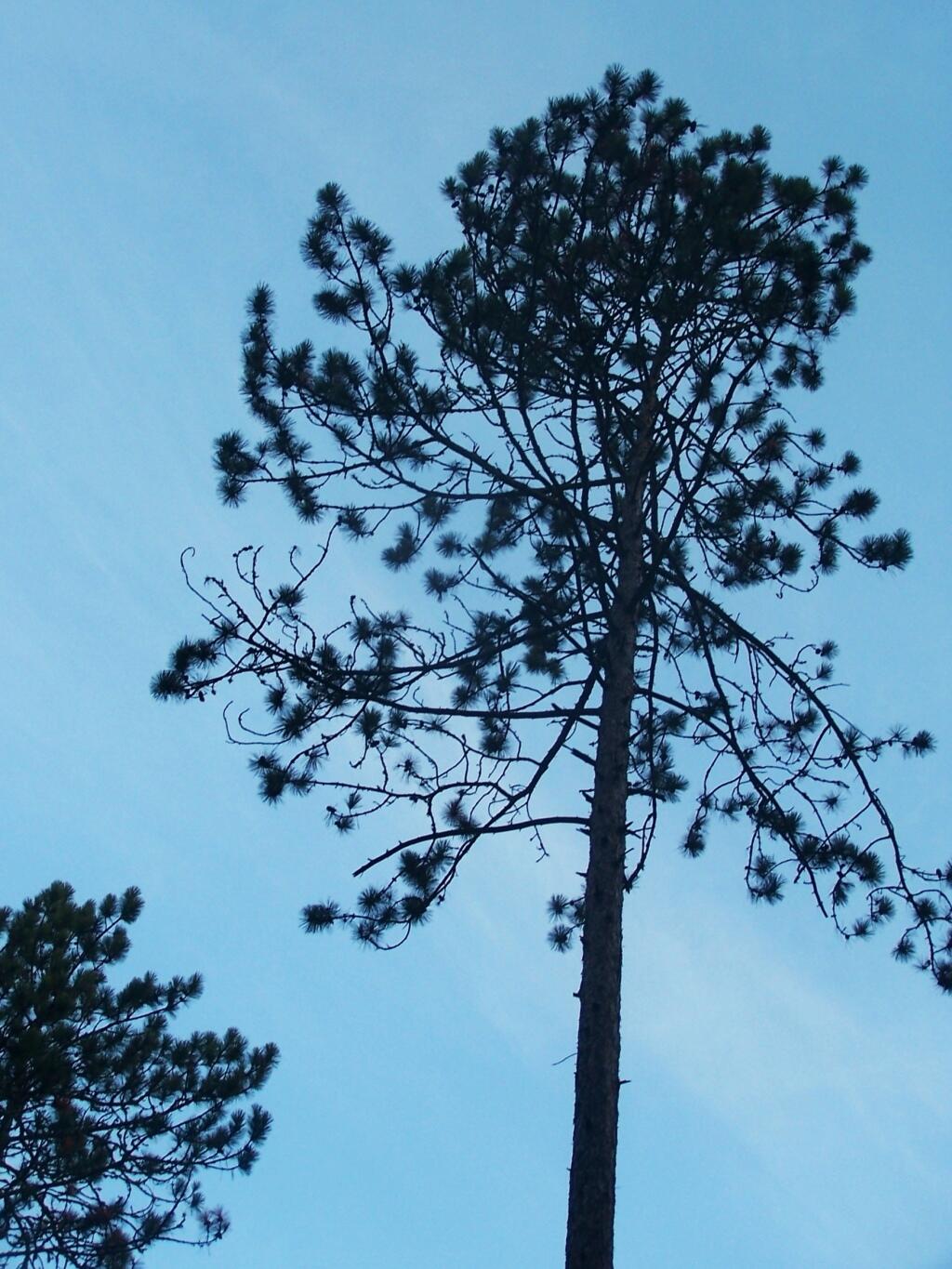 Photo: White Pine Silloute