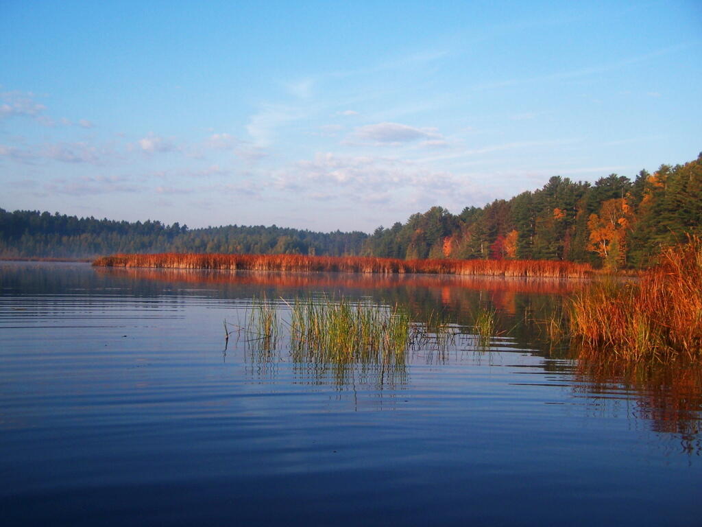 Photo: Reed at End of Jones Pond