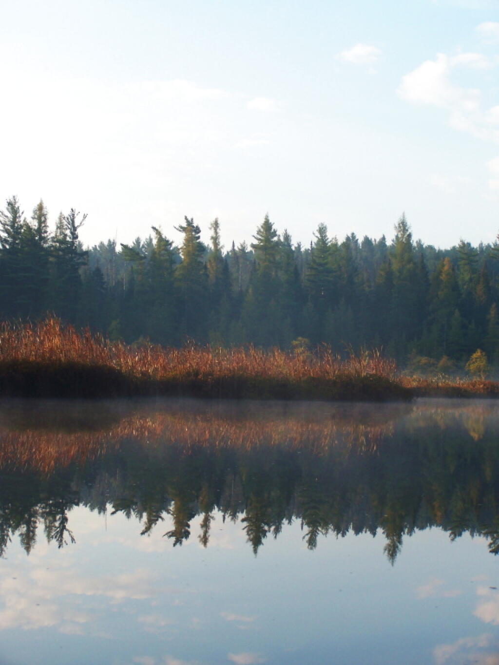 Photo: Fog Rising over Trees