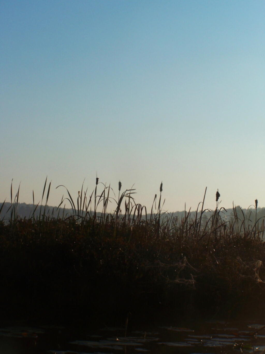Photo: Cattails in Shadow