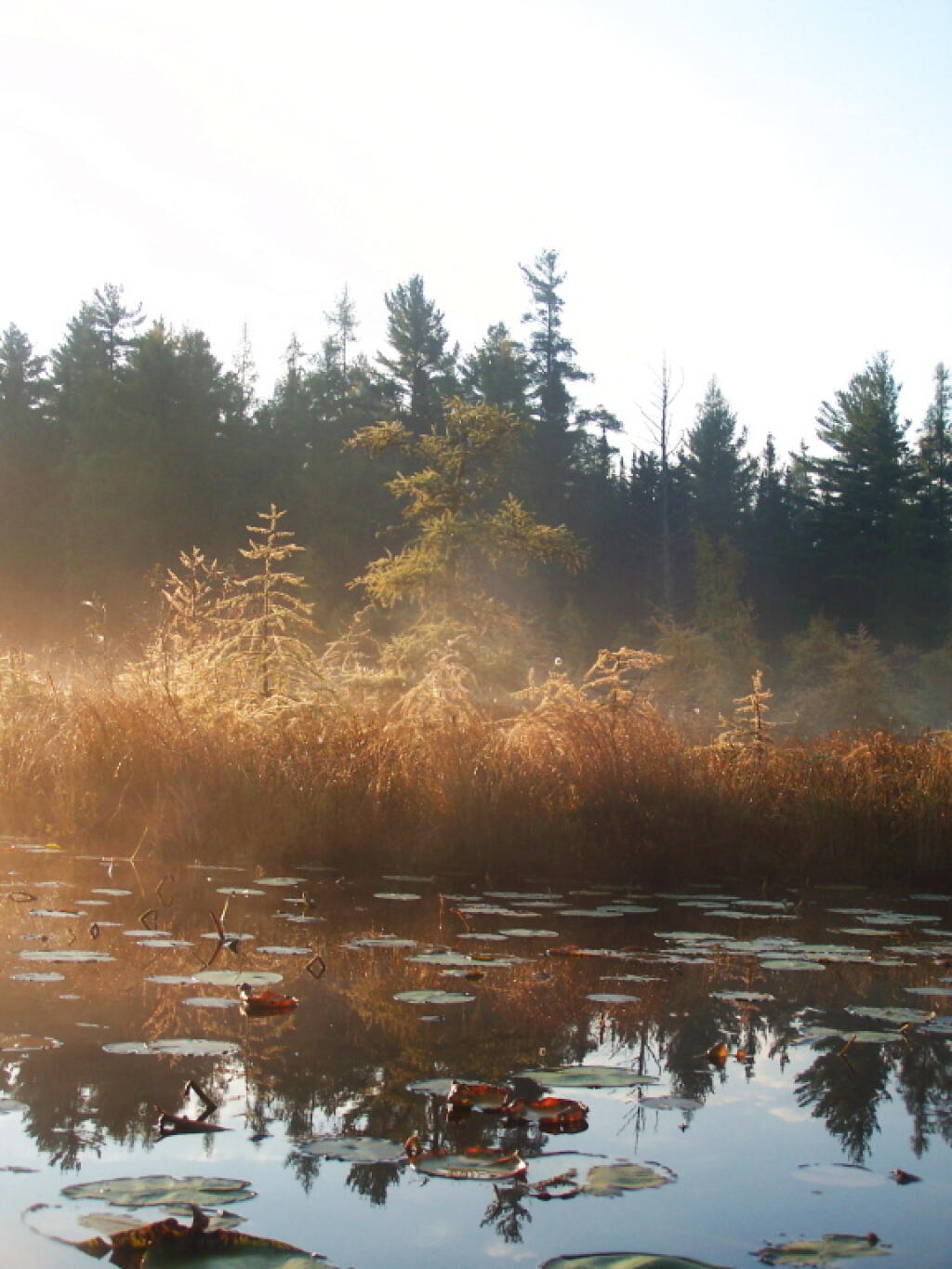 Photo: Fog Rising Over Jones Pond