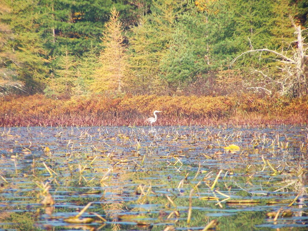 Photo: Snowy Egret