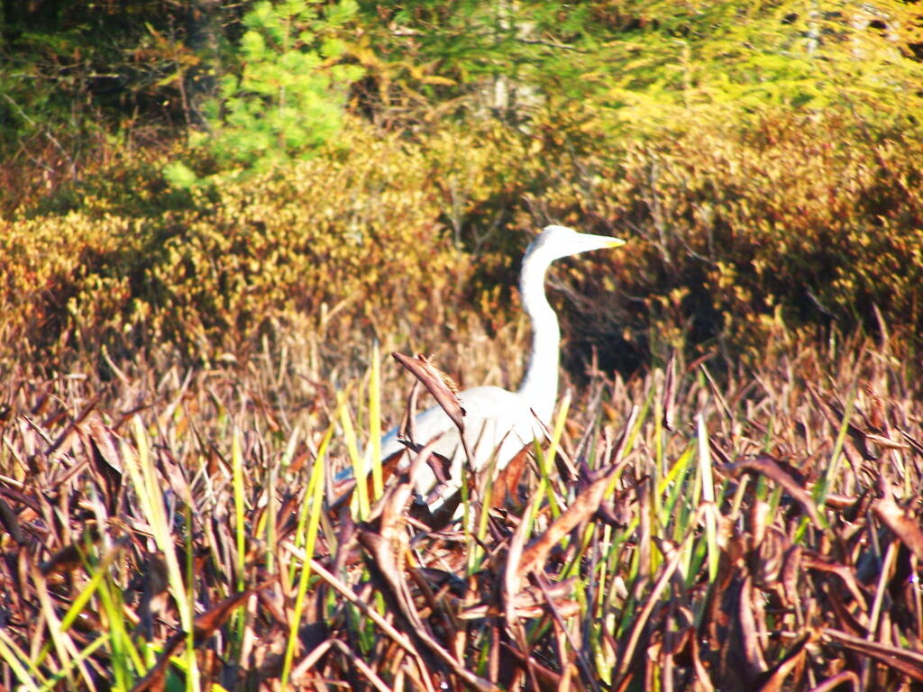 Photo: Great Blue Heron