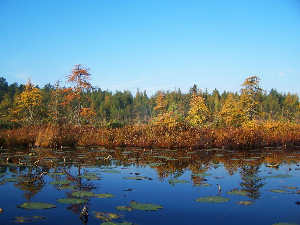 Photo: Marshy end