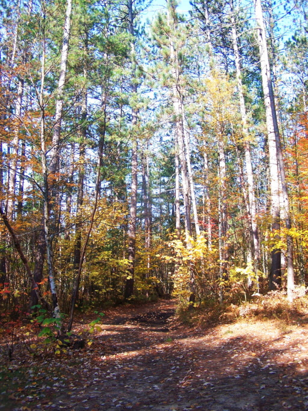 Photo: Looking Up Thru Tall White Pines