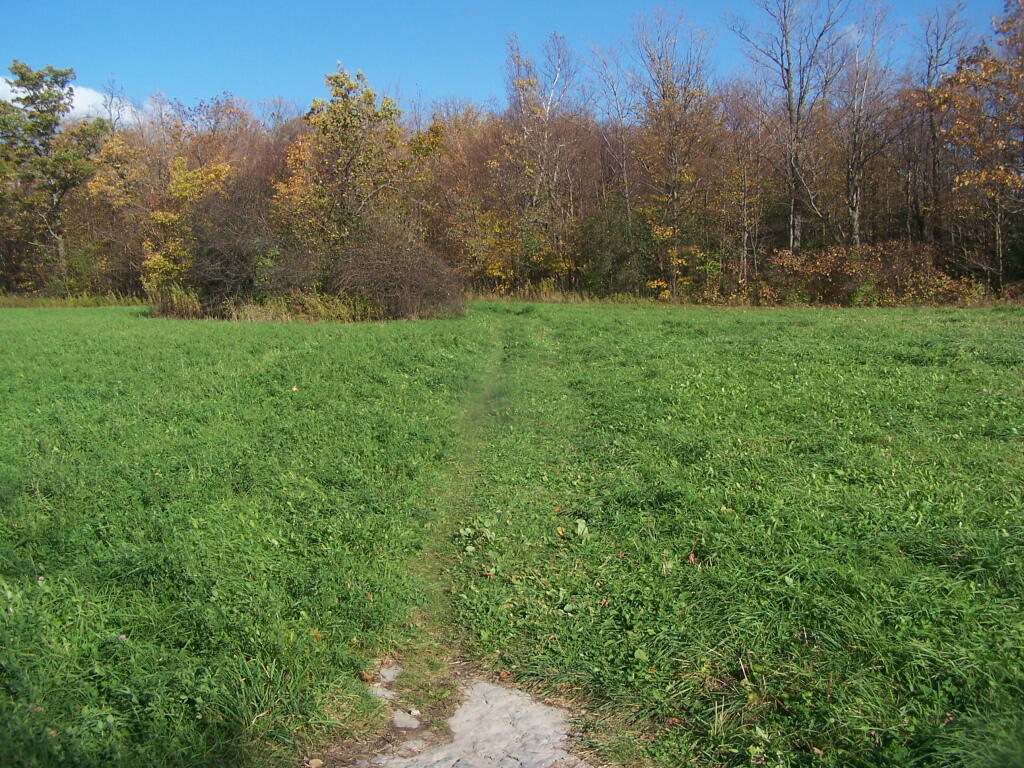 Photo: Crossing an Alfalfa Field
