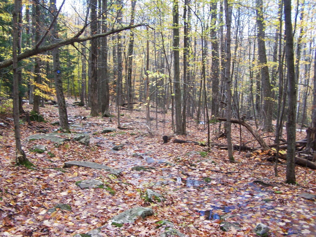 Photo: Swampy Trail