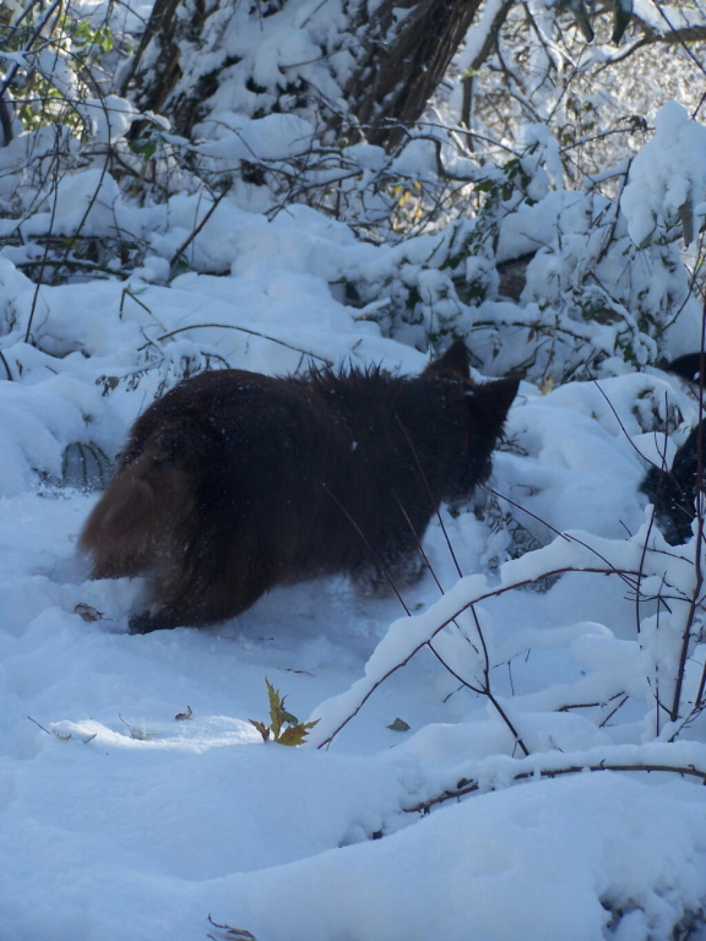 Photo: Eli Checking Out the First Snow