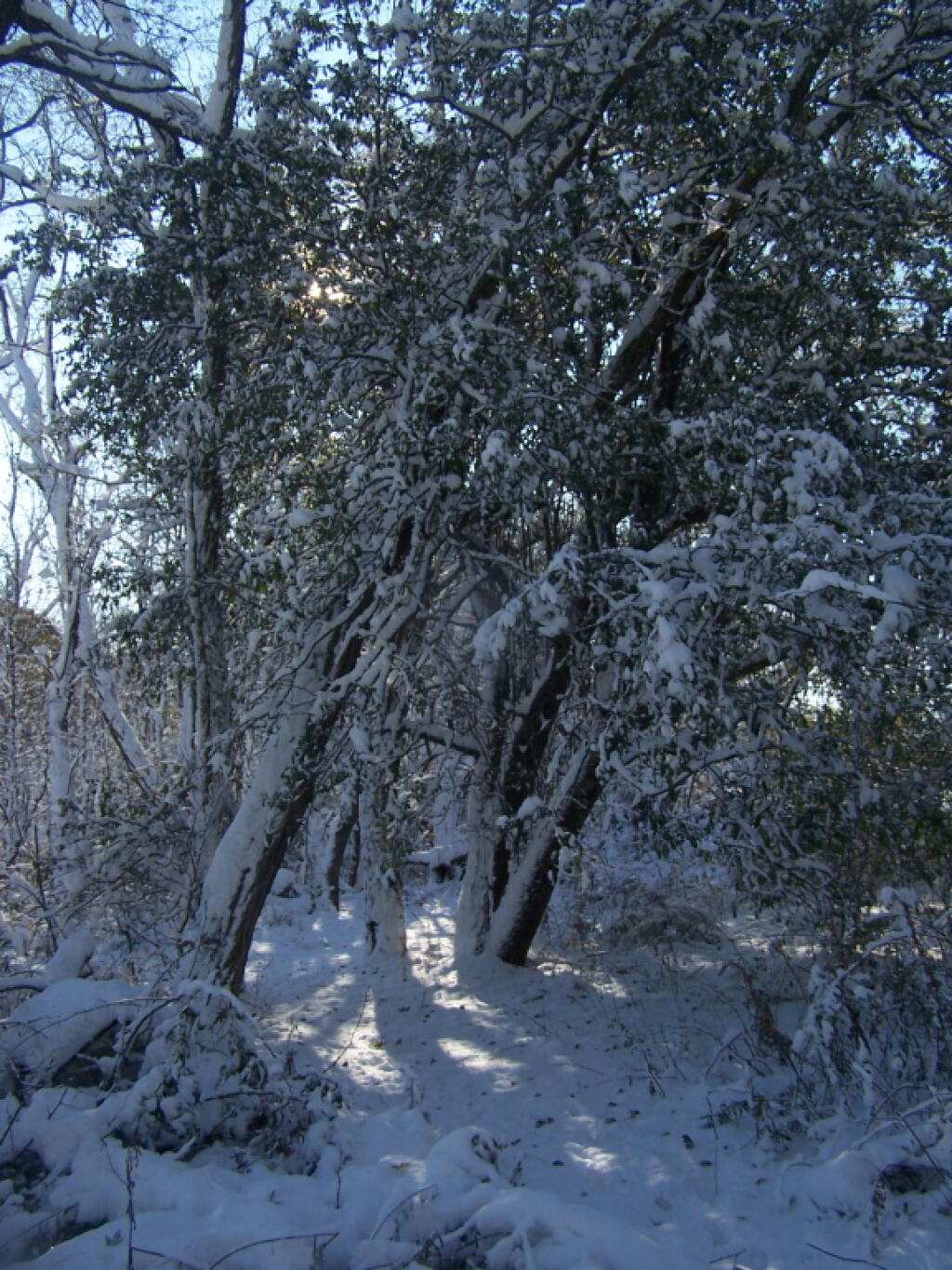 Photo: Snow Covered Brush