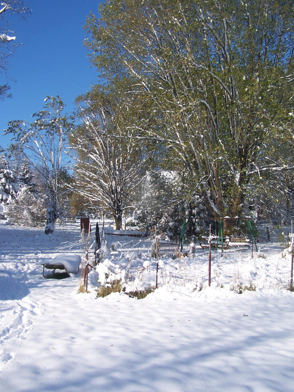 Photo: Parents Garden and Leaves Still on Trees