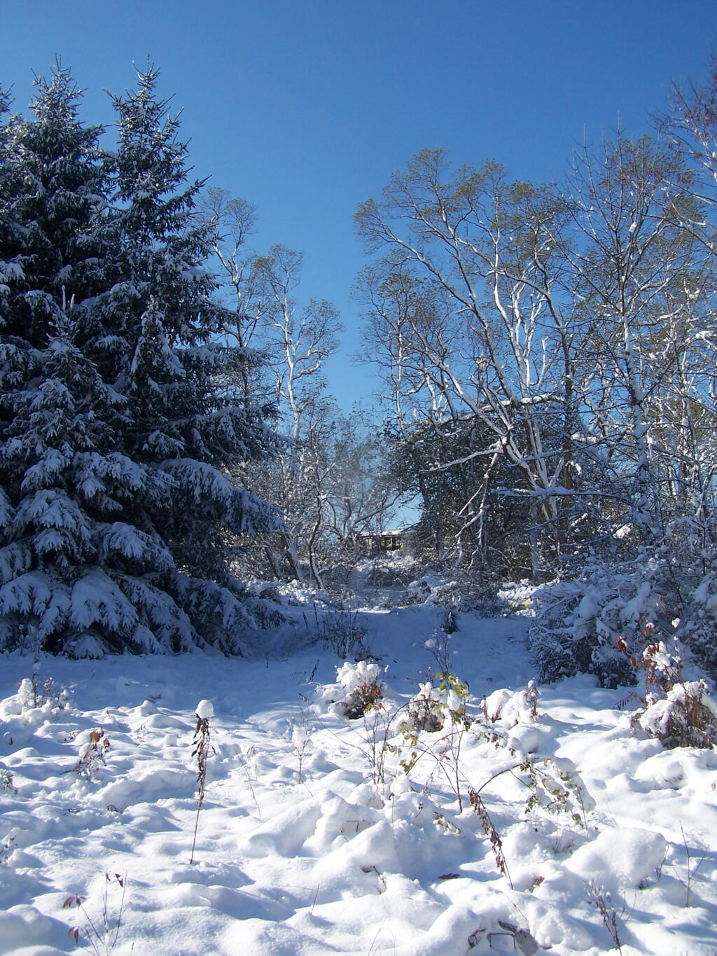 Photo: Fresh Snow in the Back Field
