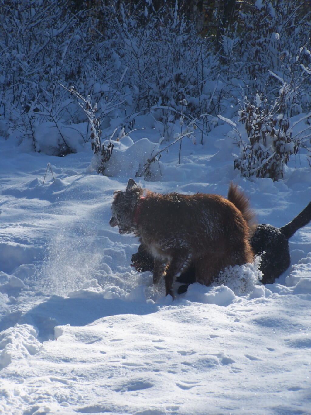 Photo: Flying Snow