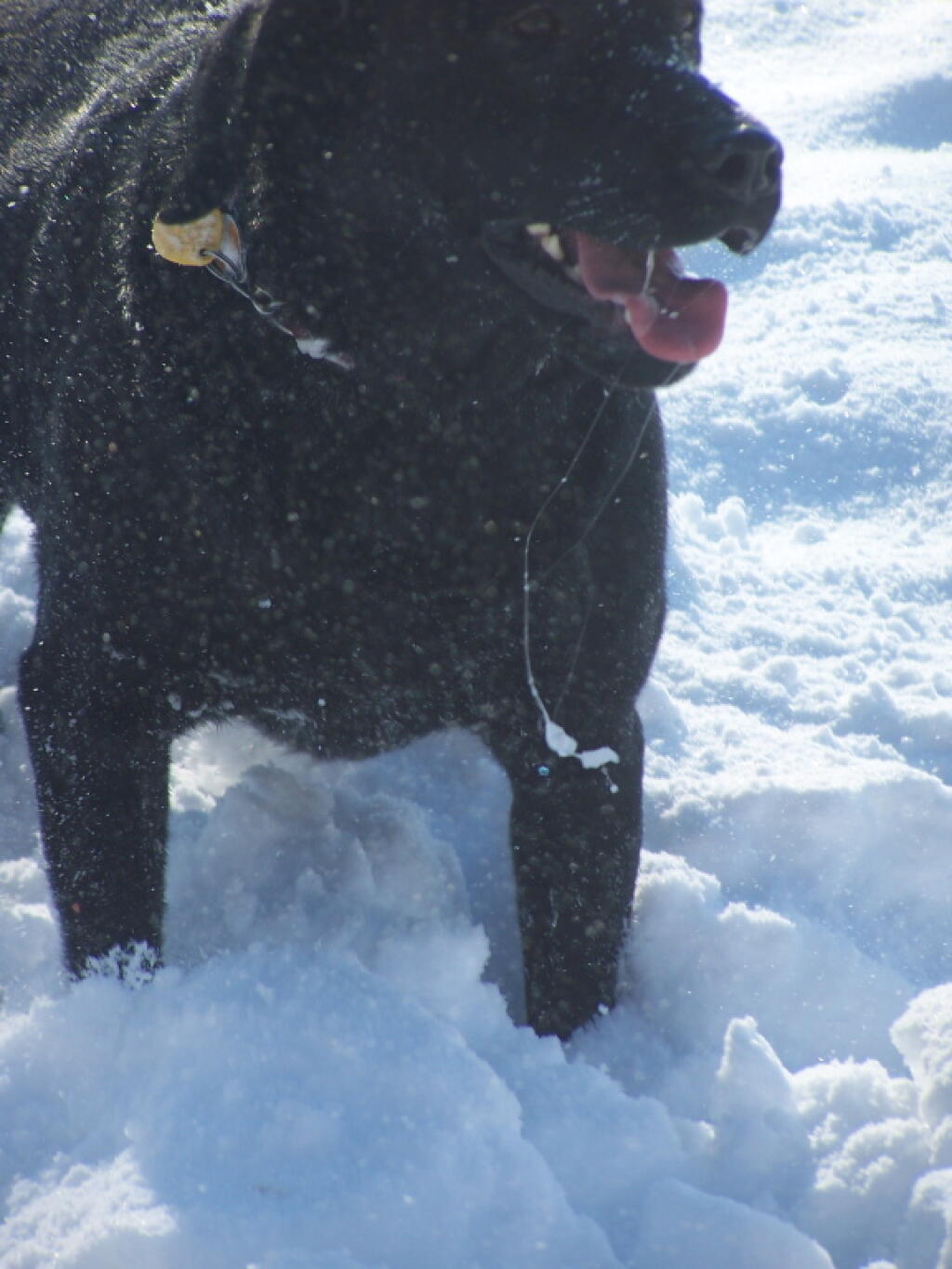 Photo: Spitting Dog