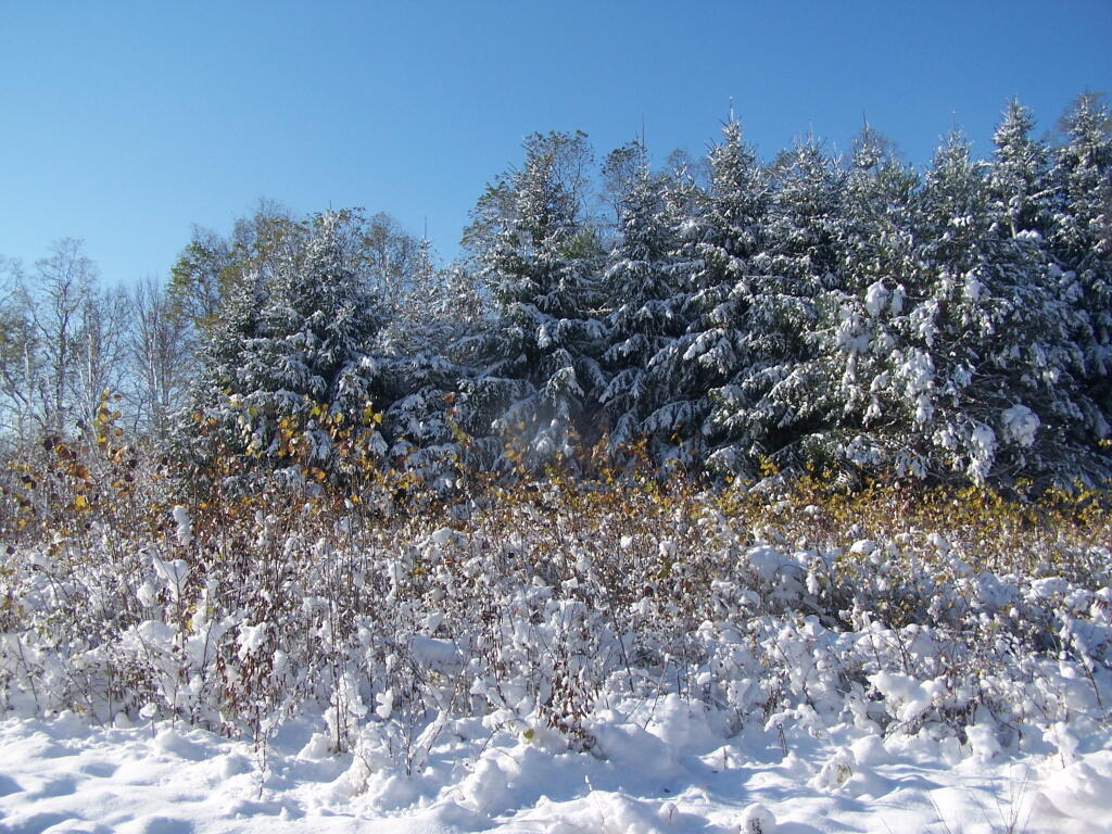 Photo: Snow Covered Back Field