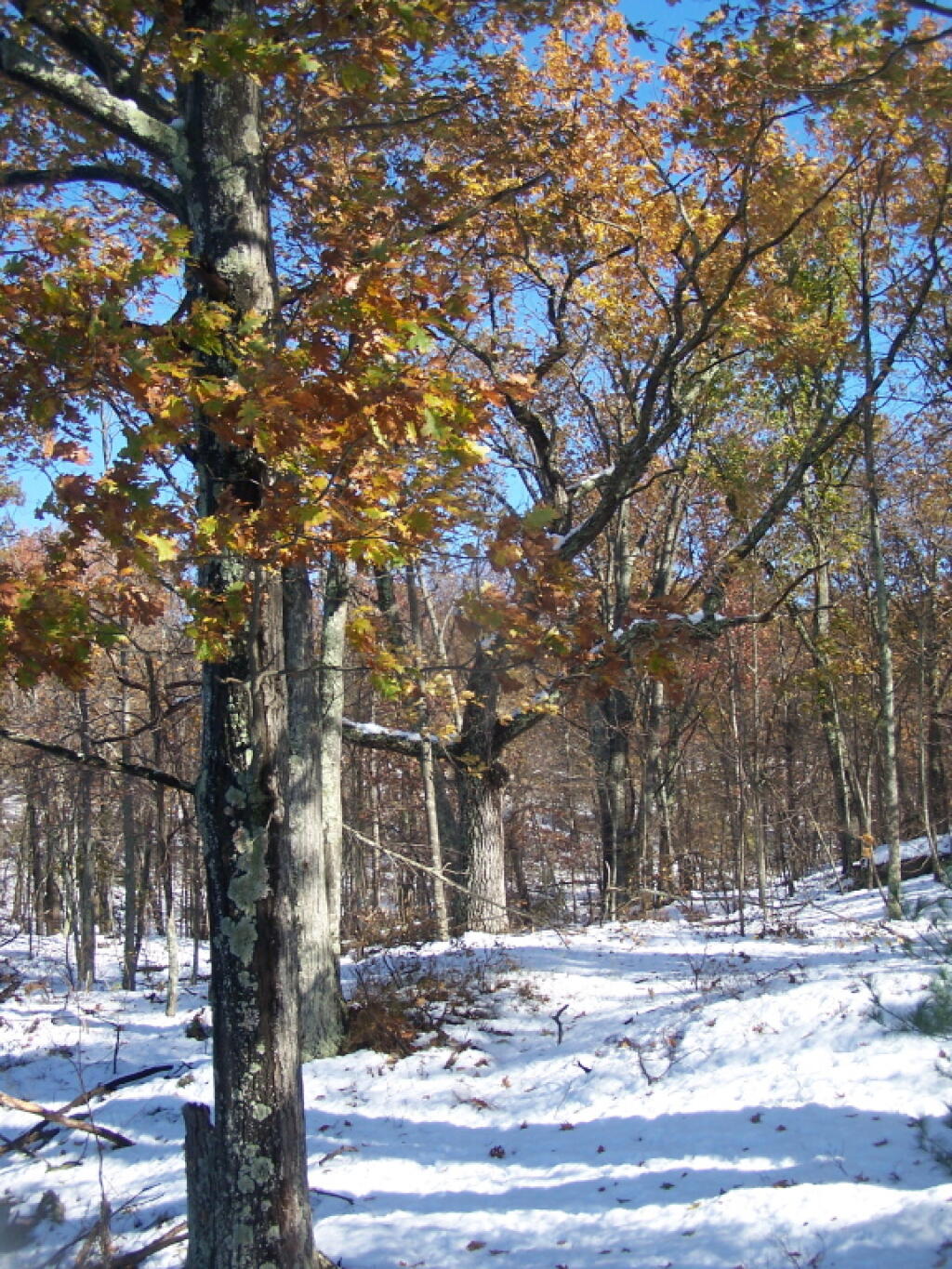 Photo: Oak Tree with Leaves Still On
