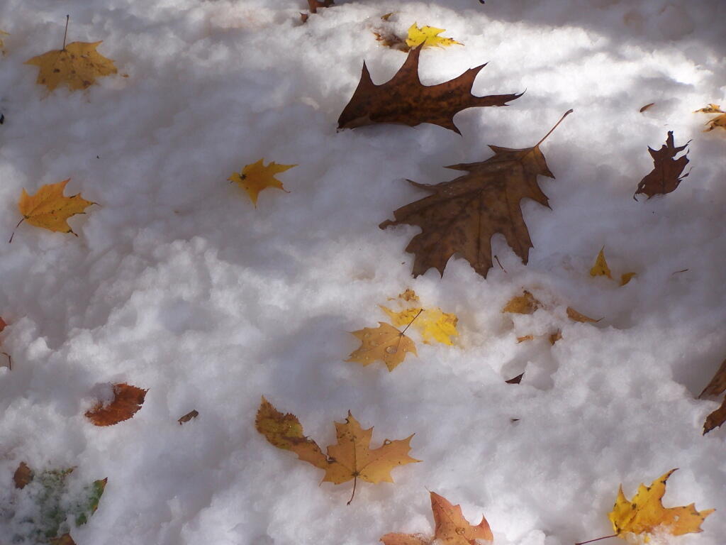 Photo: Leaves on Snow
